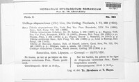Ustilago alopecurivora image